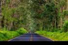 Tree tunnel of Eucalyptus trees line Maliuhi Road near Koloa in Kauai-Hawaii-USA Art Print